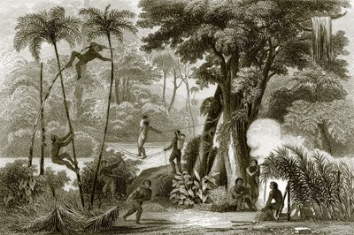 A scene in the Brazilian forest by English School